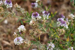 Welkom bij groene corridor Nijmegen